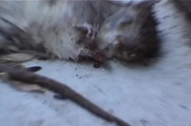 Still from MicroCineFest promo by Matt Sesow