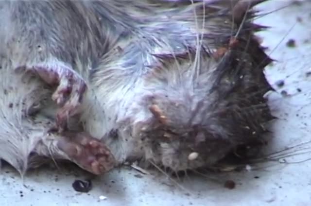 Still from MicroCineFest promo by Matt Sesow